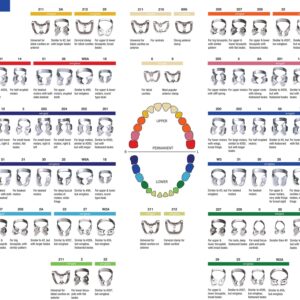 Rubber Dam Clamps Lower Molars